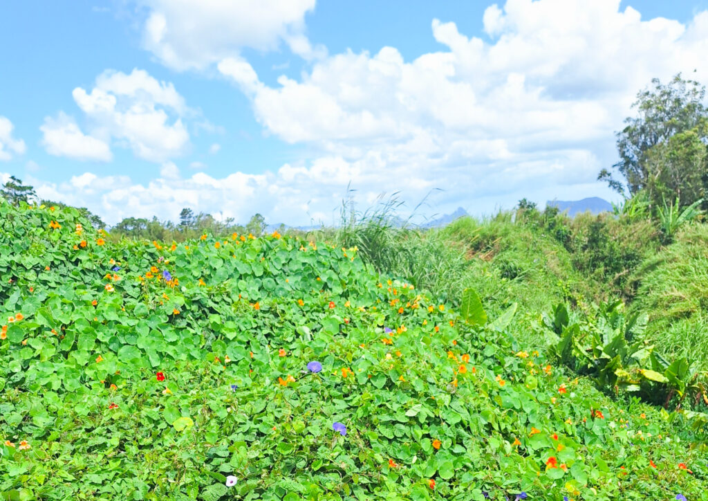 Wildflowers Deux Mamelles Mauritius